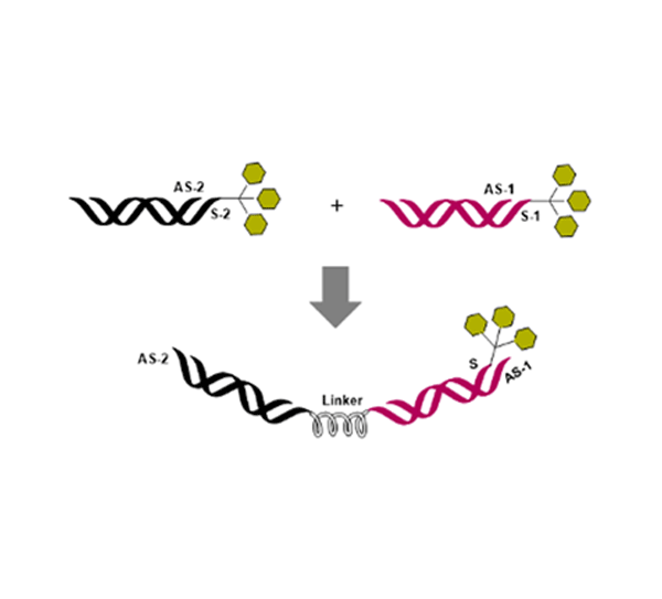 苏州时安生物技术有限公司_07.png